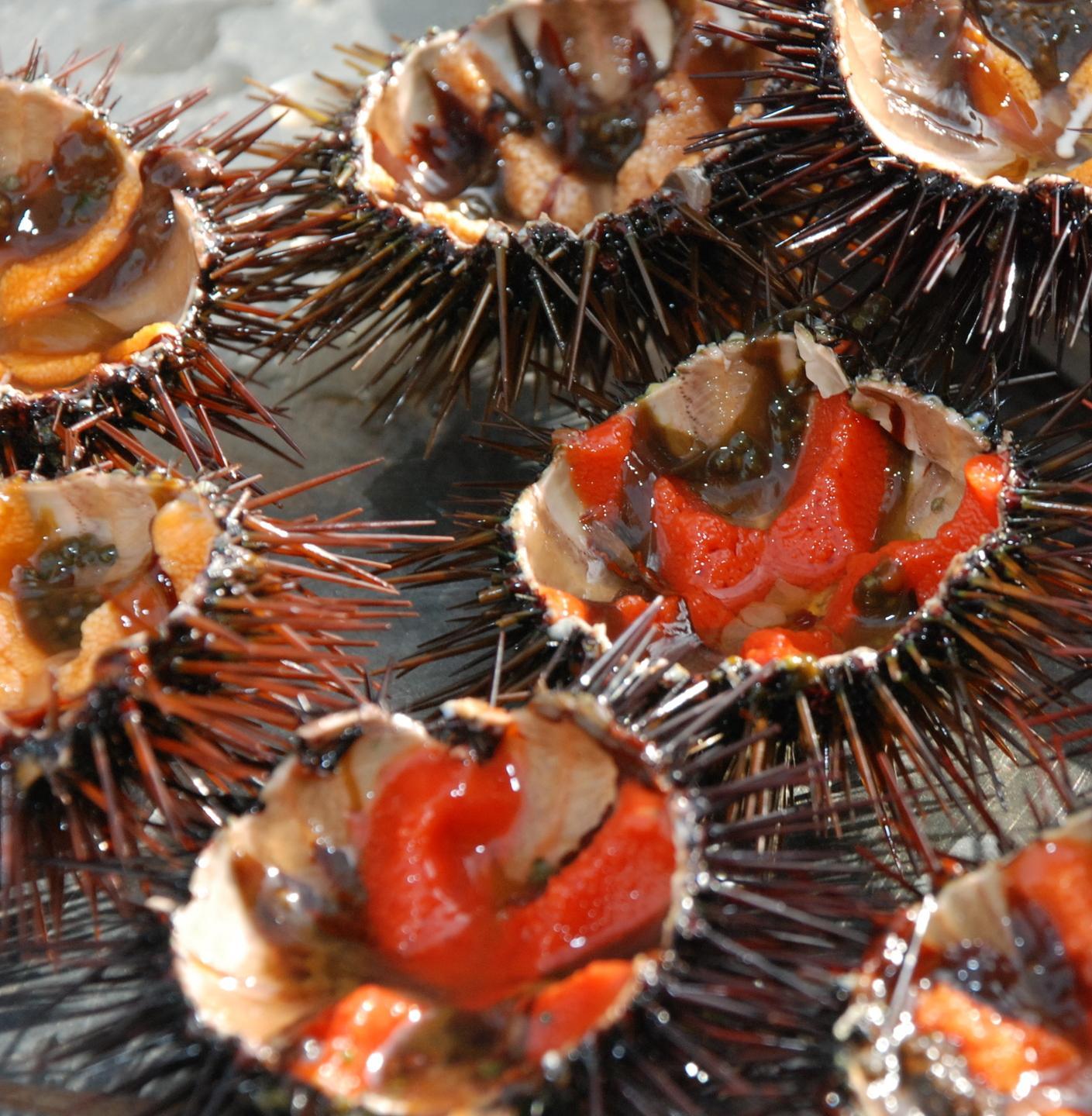 Pesca dei ricci, si riparte ma la produzione sarà ridotta