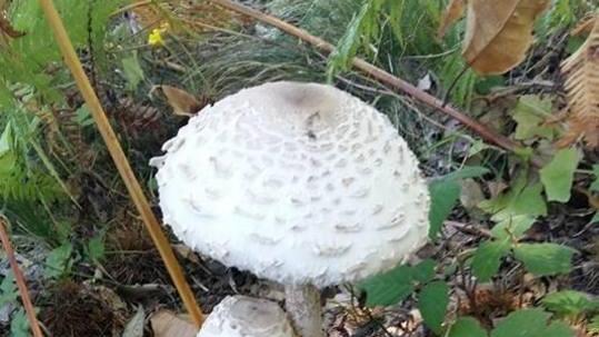 Tre serate dedicate al corso sui funghi
