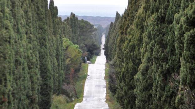 Cipressi malati, attesa per l’avvio dei lavori Priorità al sottobosco