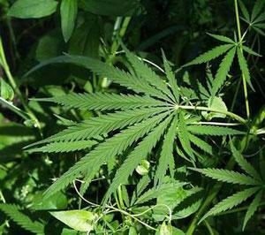 Il giardino segreto della Marijuana