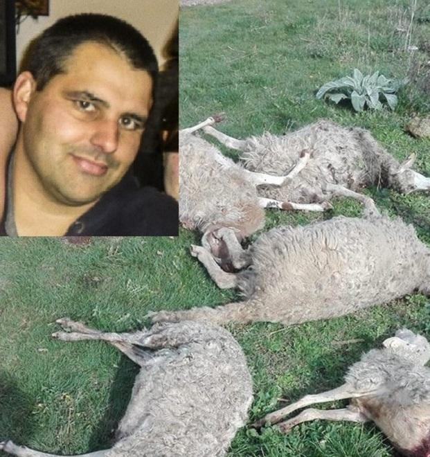 Strage di pecore, giovane allevatore perde in tutto 24 capi 