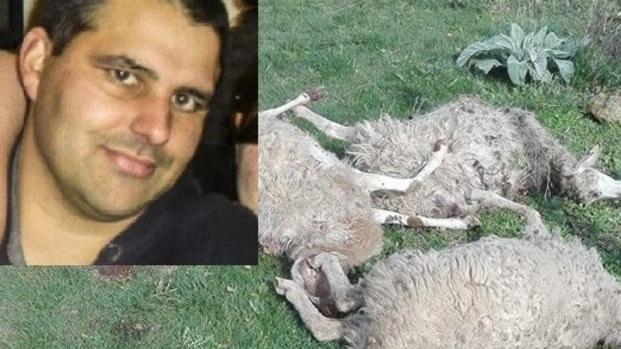 Strage di pecore, giovane allevatore perde in tutto 24 capi