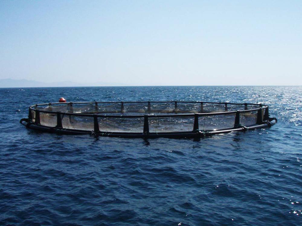 Impianti offshore di spigole, Legambiente e Wwf all’attacco 