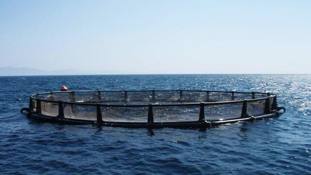 Impianti offshore di spigole, Legambiente e Wwf all’attacco