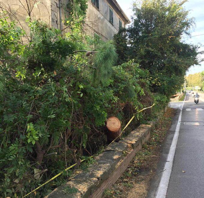 Pino cade su un motociclista «Area difficile da mantenere» 