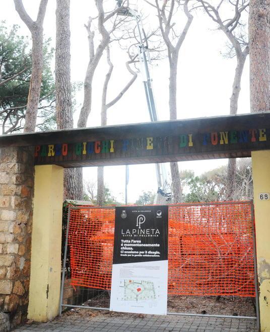 Quei centocinquanta alberi faranno rinascere la pineta 