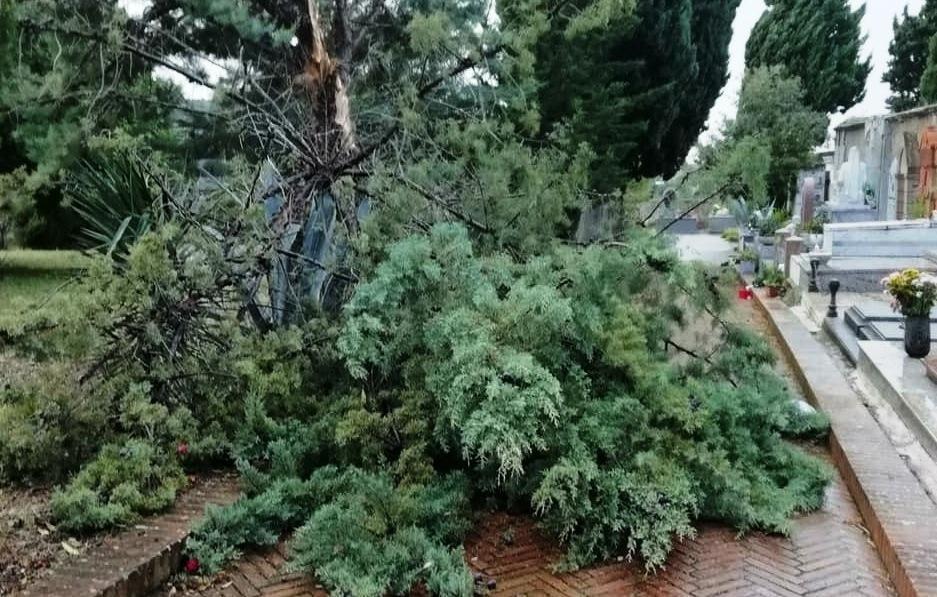 Il Comune abbatte i cipressi devastati dal nubifragio