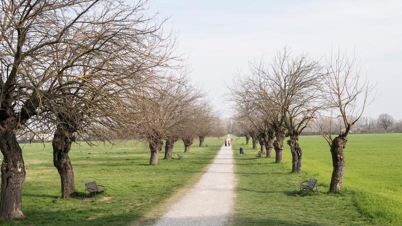 «Spostare quel filare di gelsi mette in pericolo gli alberi»