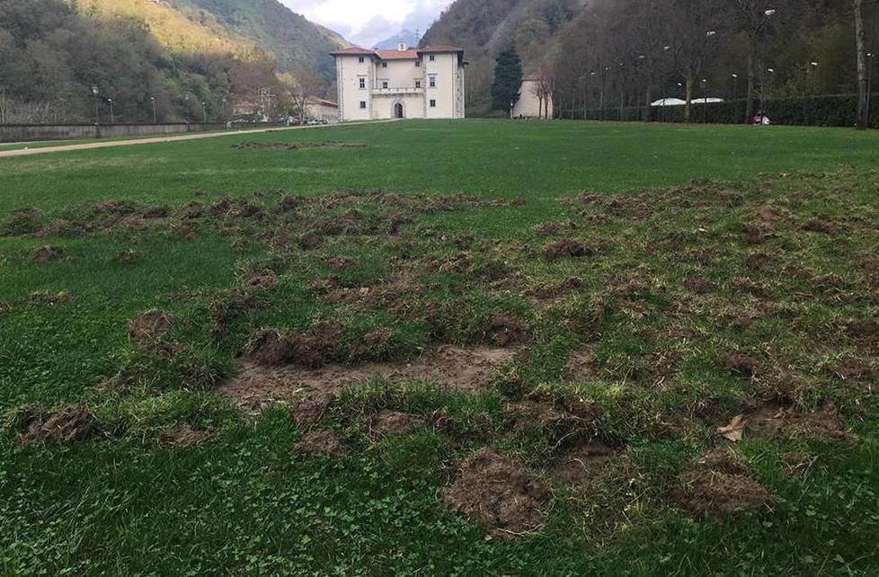 Zona medicea ancora preda di cinghiali «Ora basta»