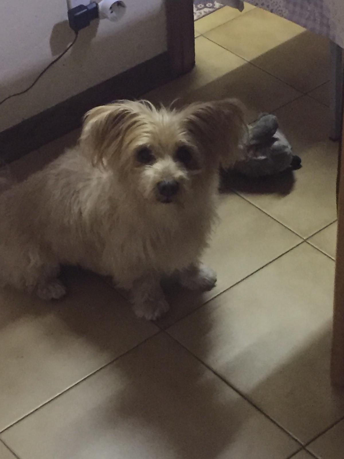 È morto il cagnolino aggredito da un pitbull