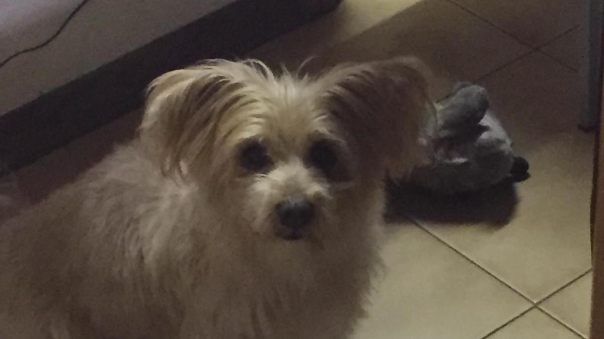 È morto il cagnolino aggredito da un pitbull