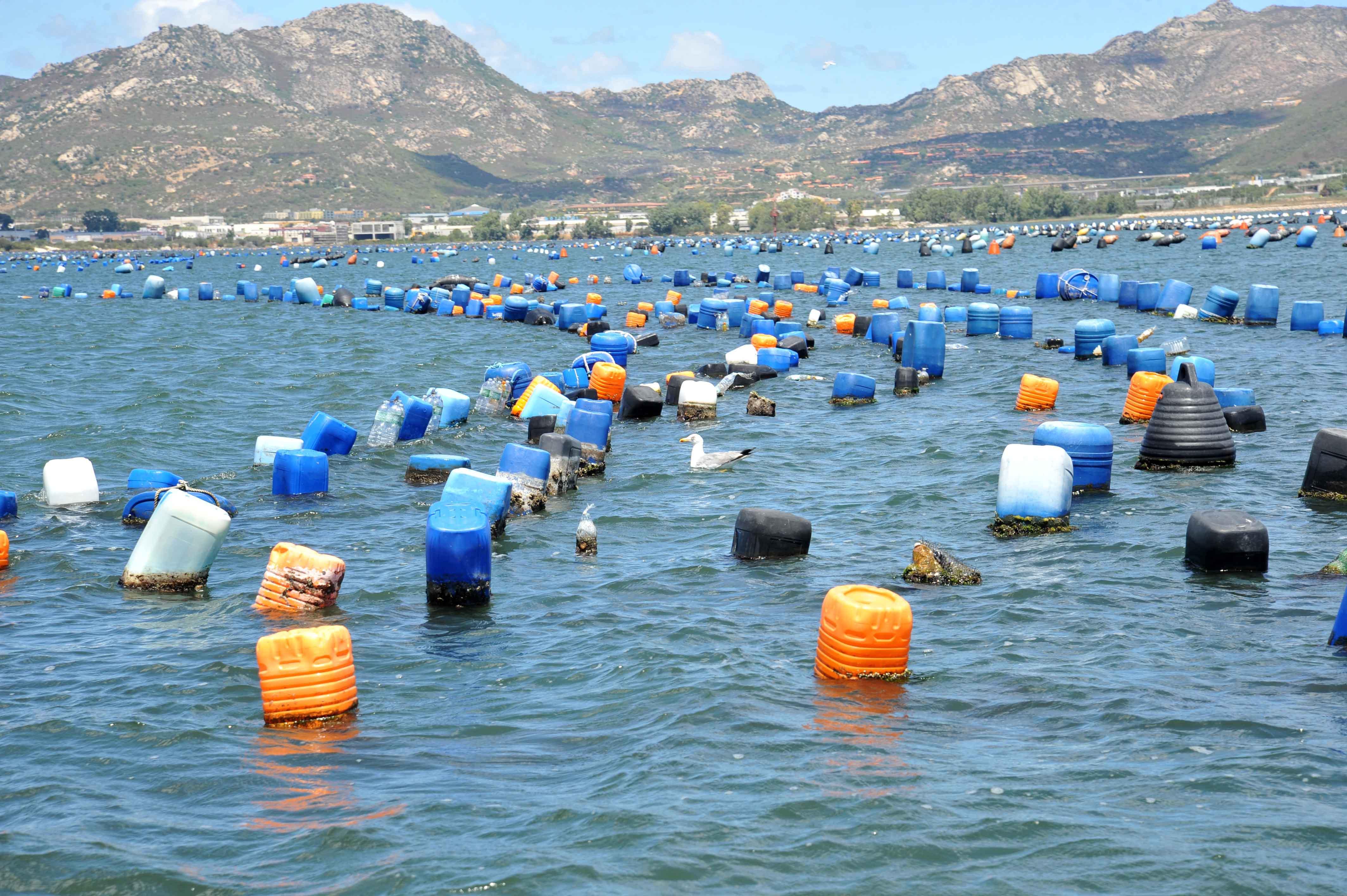 Olbia, cozze e cannolicchi: stop alla raccolta in una parte del golfo 