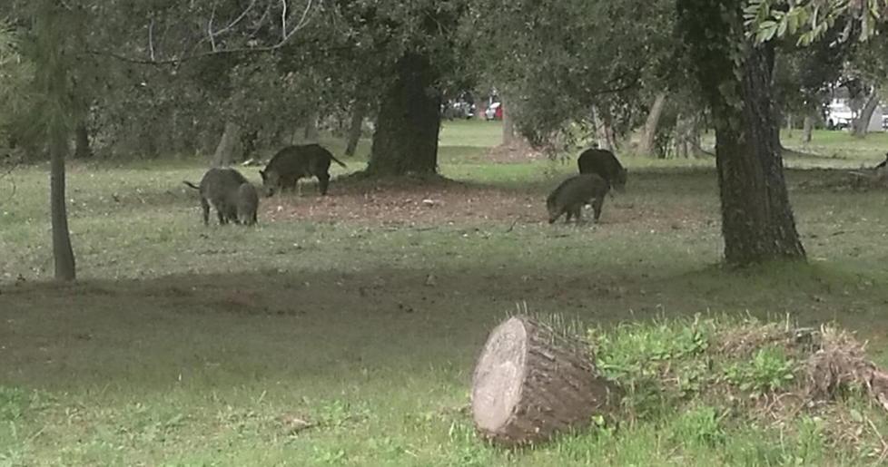 Attaccato da un cinghiale mentre porta il cane in Pineta di Levante