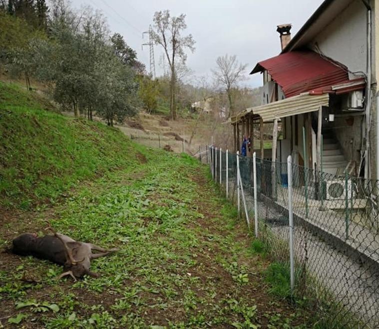 Famiglia assediata dai lupi, da mesi con un branco dietro casa: "Fate qualcosa, ho una bambina piccola" 
