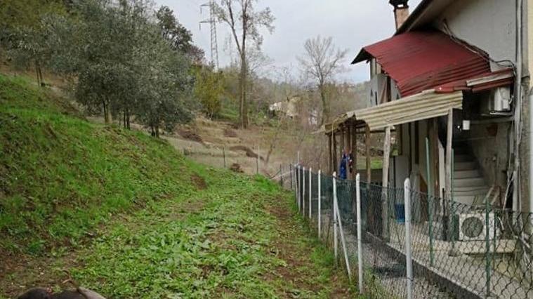 Famiglia assediata dai lupi, da mesi con un branco dietro casa: "Fate qualcosa, ho una bambina piccola"