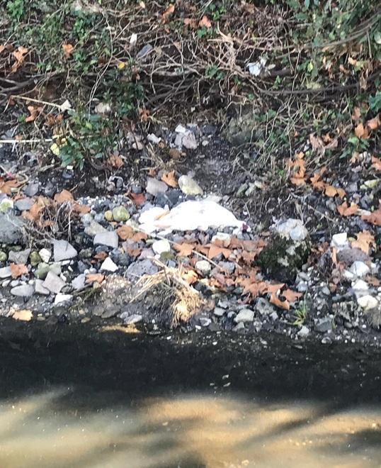 Cattivi odori, fanghi e una papera morta 