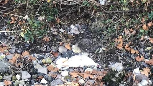 Cattivi odori, fanghi e una papera morta