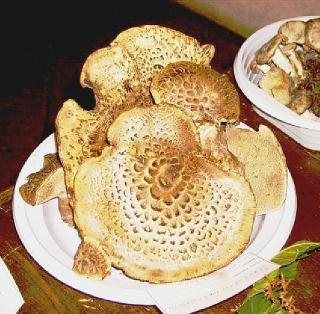 Funghi esposti alla rassegna micologica di Cutigliano