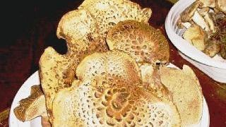 Funghi esposti alla rassegna micologica di Cutigliano