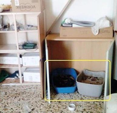 Assolta per il gatto trovato morto di stenti 