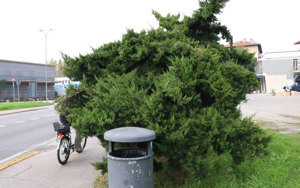 La pianta copre la visuale