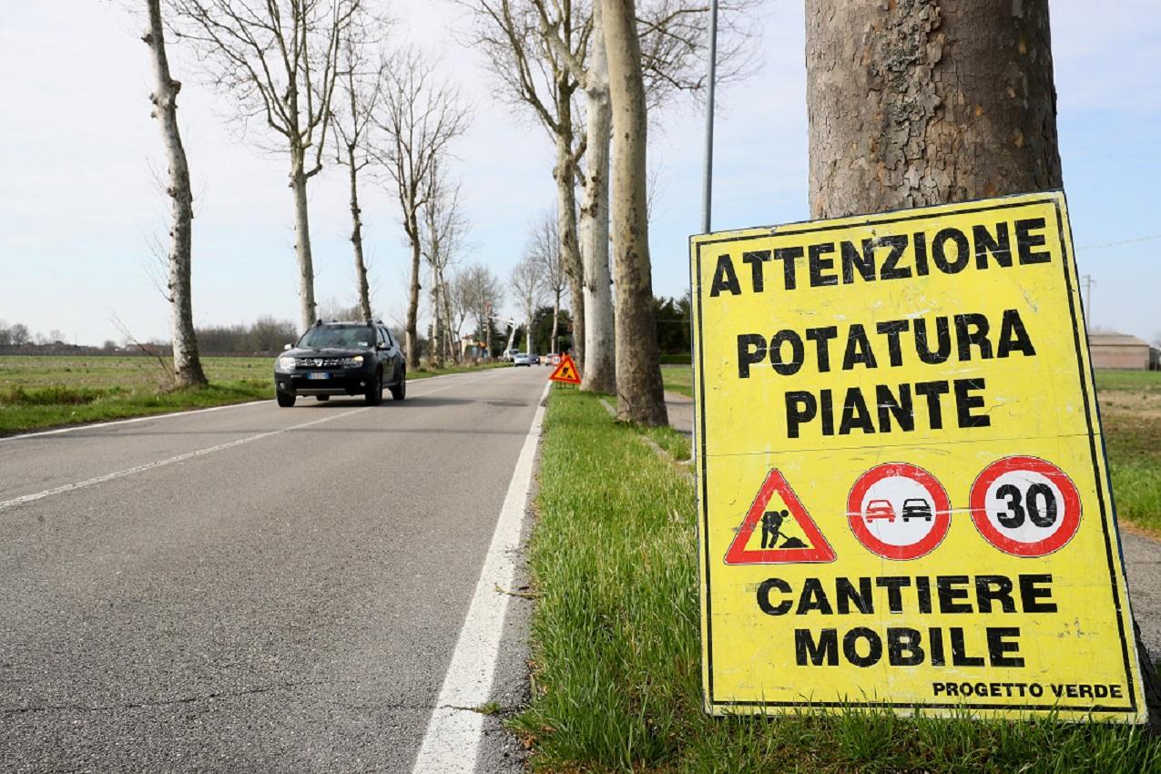 Un intervento di abbattimento di platani malati
