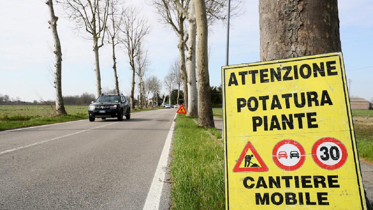 Un intervento di abbattimento di platani malati
