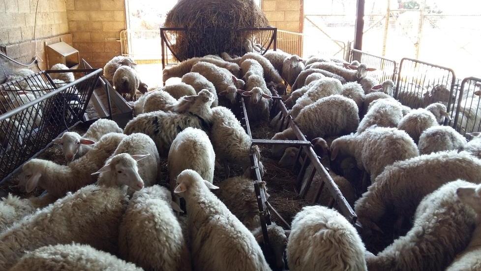 “Fuga” di Granarolo dal latte grossetano