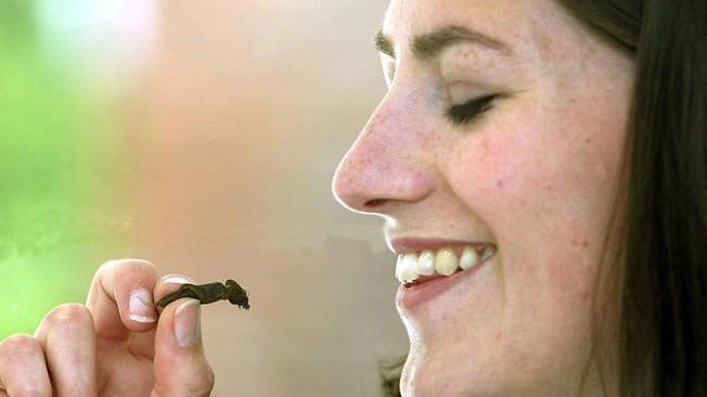 I supermercati della Gran Bretagna vendono insetti-snack 
