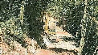 Un tratto della strada nel bosco di Monte Coronato