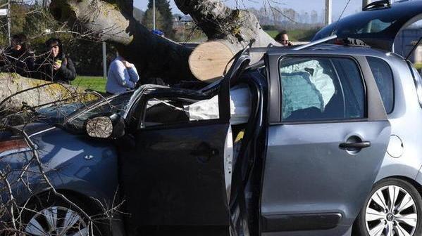 Sequestrati per l’indagine sia l’albero che il veicolo