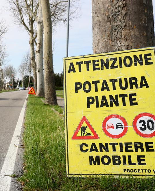 Contro il cancro dei platani i privati chiamati a intervenire 