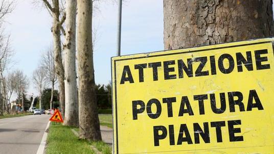 Contro il cancro dei platani i privati chiamati a intervenire