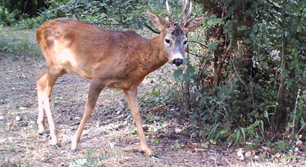 «Troppi caprioli Cardinala pericolosa»
