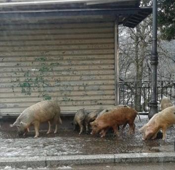 Peste suina, abbattuti 181 maiali 