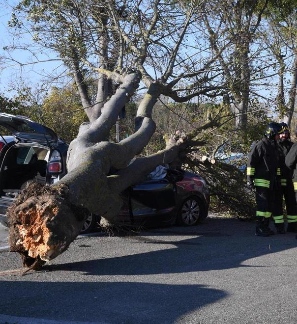 D’estate la polemica sulle piante a rischio