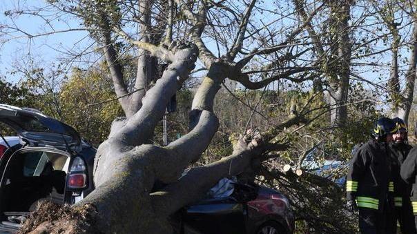 D’estate la polemica sulle piante a rischio