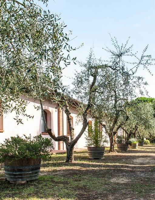 L’olio nuovo e i prodotti a km 0 protagonisti nella fattoria 