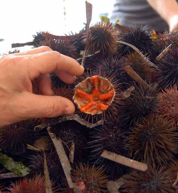 Via alla stagione dei ricci in Sardegna, abusivismo nel mirino 
