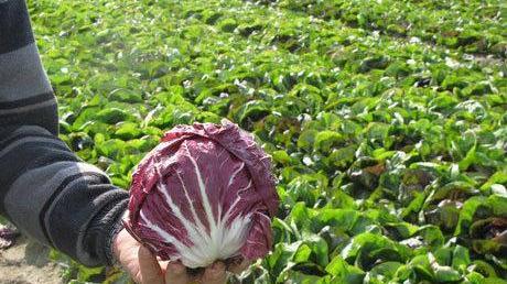 È tempo di radicchio rosso Buona qualità e ottima resa