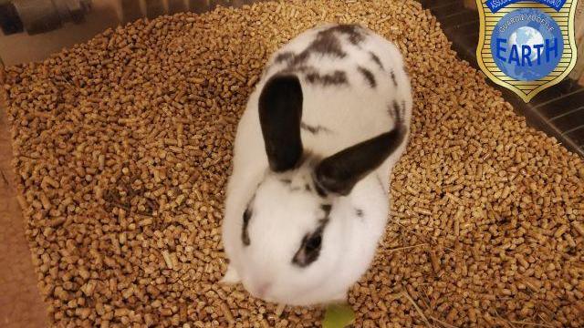 Il coniglietto domestico sequestrato dalle Guardie zoofile Earth