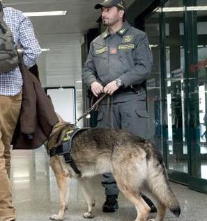 La droga tra le banane. Ultima stangata per i “fratelli cocaina” 