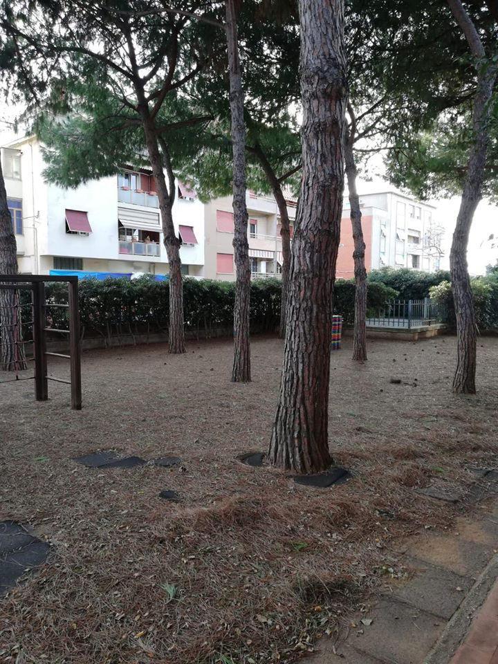 Giardino della scuola di via XX Aprile. Ovunque un mare di aghi di pino, radici e con le pigne che cadono in continuazione così da rendere impossibile la fruizione ai bambini
