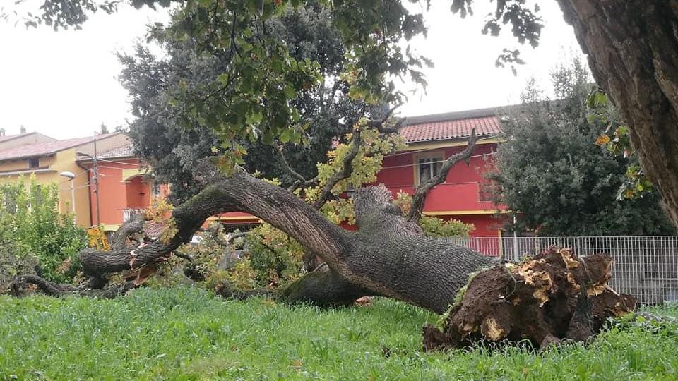Tragedia sfiorata a Orroli: quercia secolare si abbatte sul muro di una scuola