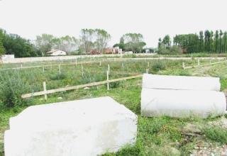 Il terreno all’interno degli ex studios cinematografici Cosmopolitan dove entro la fine dell’anno aprirà il cantiere. A destra, il progetto del villaggio come sorgerà a Tirrenia