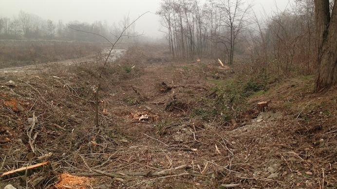 Una strage di alberi sul torrente Tiepido Tre a rischio processo