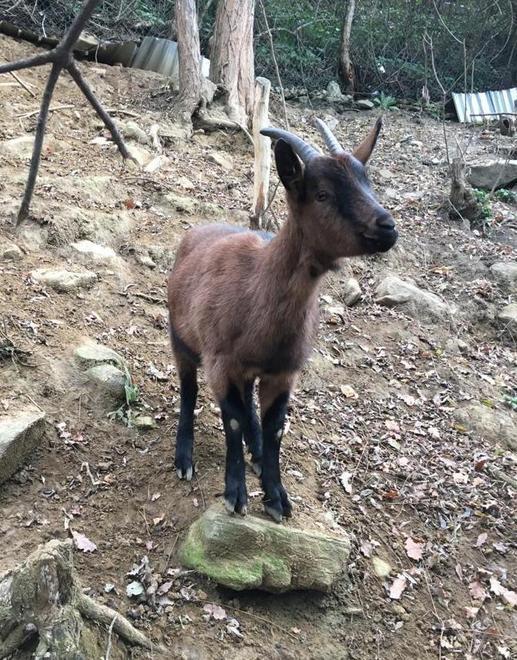 Una capra sbranata dentro al recinto di un’azienda agricola