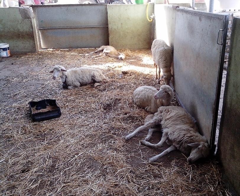Ozieri, gli indennizzi per la Blue tongue 