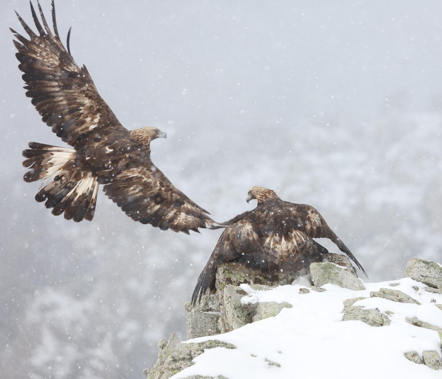 Pastori in allarme: le aquile attaccano le nostre greggi 