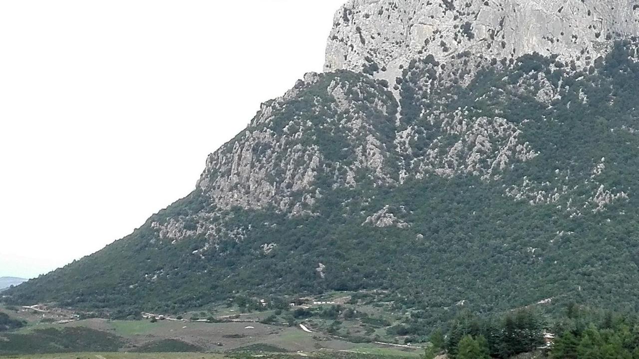 Pastori in allarme: le aquile attaccano le nostre greggi